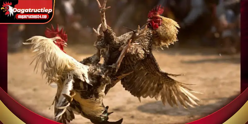 anh-dai-dien-da-ga-asil-va-ga-my