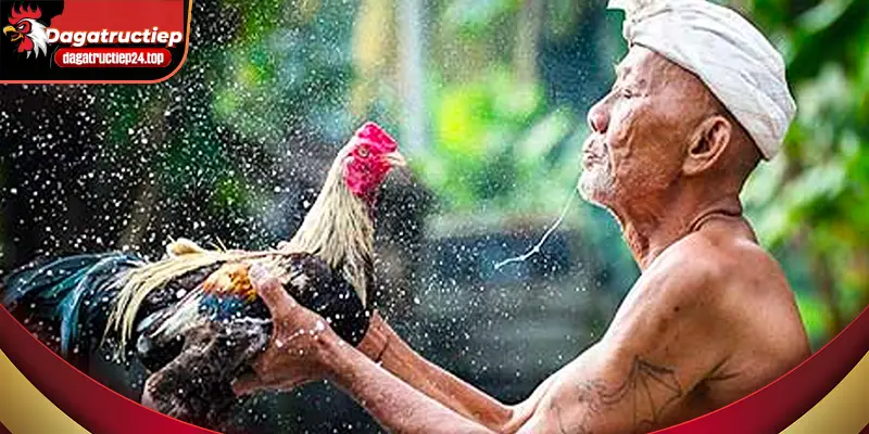 anh-dai-dien-nhung-tran-dau-da-ga-truc-tuyen