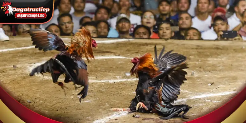 cách dự đoán kết quả trận đấu đá gà trực tuyến 