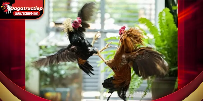 cập nhật tin tức đá gà nhanh nhất và chuẩn xác