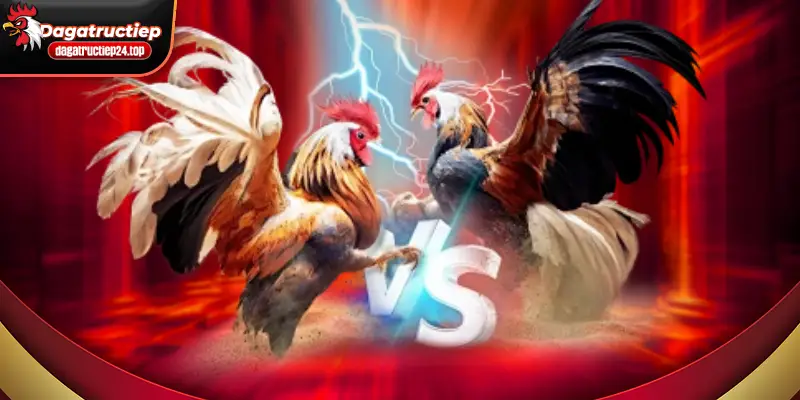 chế độ HD sắc nét ổn định của đá gà trực tiếp 