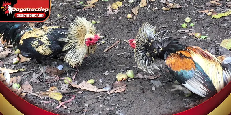 chiến kê ưa thích nhất của bạn là