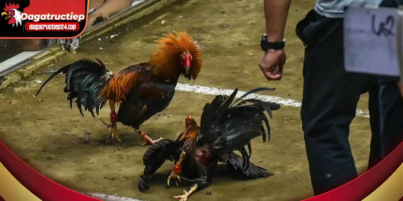 chiến thuật tân công nhanh linh hoạt và chiến thuật riêng của người cầm gà