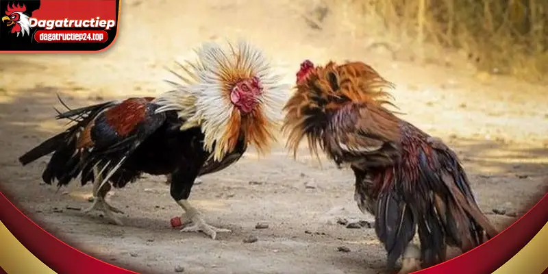 cộng đồng đá gà cùng nhau trao dồi kĩ năng