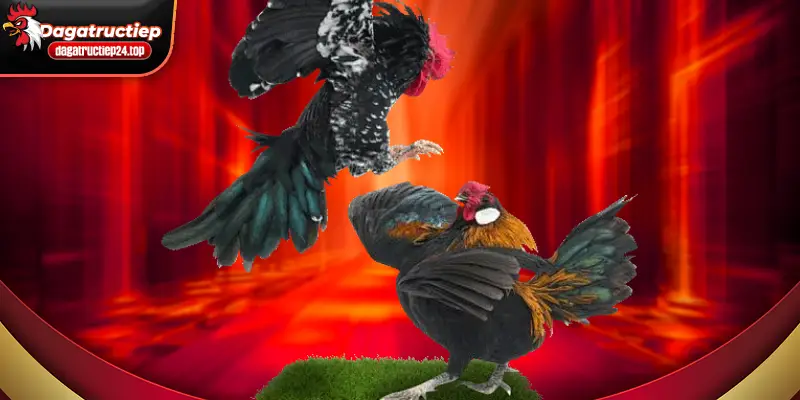 điểm mạnh nổi bật của thomo c1 tại đá gà trực tiếp 