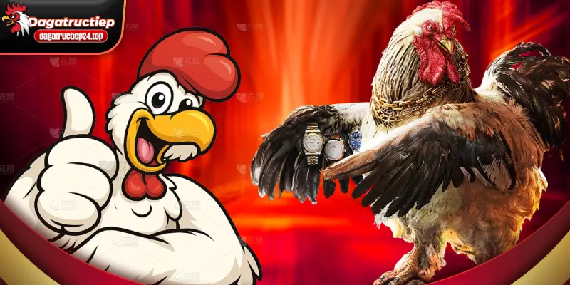 điểm nổi bật của đá gà trực tuyến 