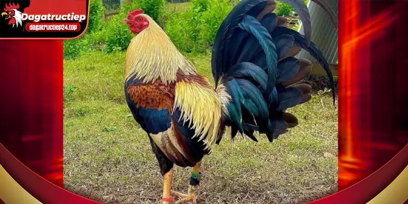 Gà Asil – Chiến Kê Sở Hữu Sức Bền Ấn Tượng
