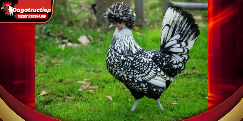 Gà Malay – Dòng Gà Có Thể Hình Lớn