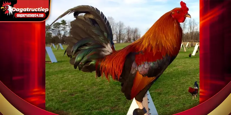 Gà Mỹ – Dòng Gà Chiến Phổ Biến Nhất