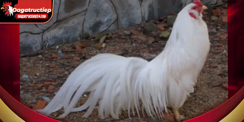 Gà Nòi Việt Nam – Dòng Gà Chiến Truyền Thống