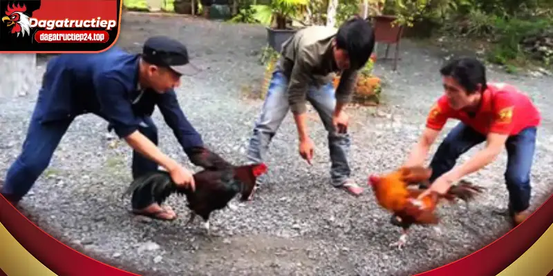 gà nòi việt nam vs gà mỹ ai sẽ là chiến kê xuất sắc nhất 