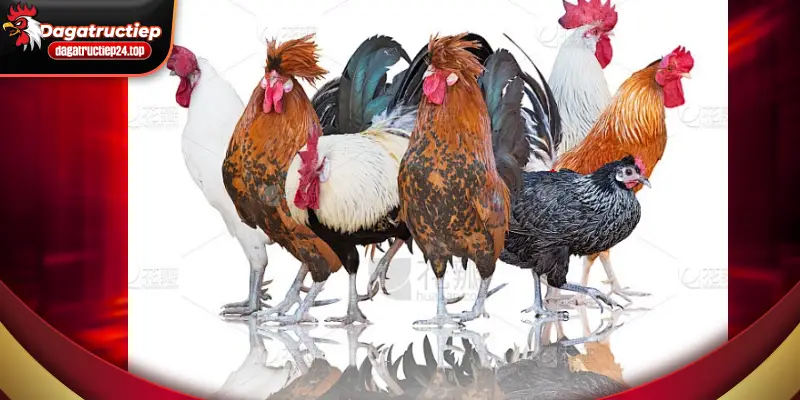 giới thiệu chung về quyền riêng tư khi xem đá gà trực tuyến 