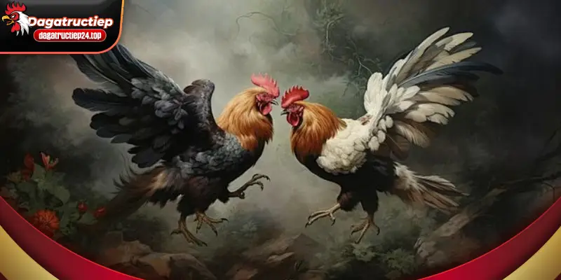 giới thiệu sơ bộ về điều khoản và điều kiện tại đá gà trực tiếp 