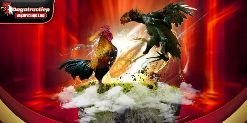 khám phá các giải gà đang làm mưa làm gió tại giới thiệu đá gà trực tuyến hiện nay 