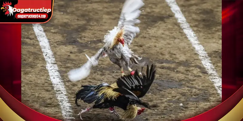 những chiến kê xuất xắc nhất được đánh giá cao 