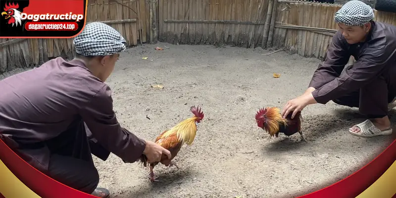 những trận đấu hot nhất trong tuần qua tại đá gà trực tuyến 