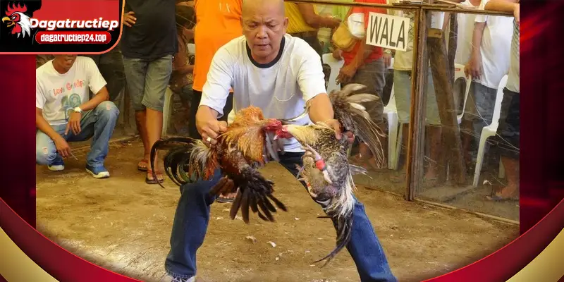 phân tích chiến lỗi đánh thuần công và phòng thủ cơ bản của chiến kê