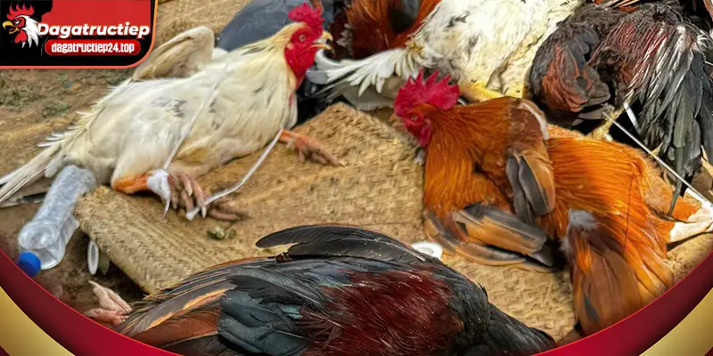 quan sát chiên thuật của từng chiến kê 