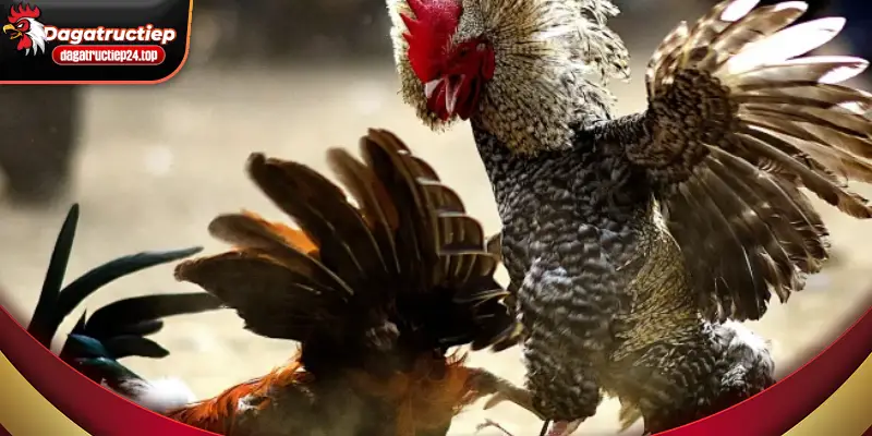 quy trình hướng dẫn xem đá gà trực tiếp diễn ra nhanh chóng 