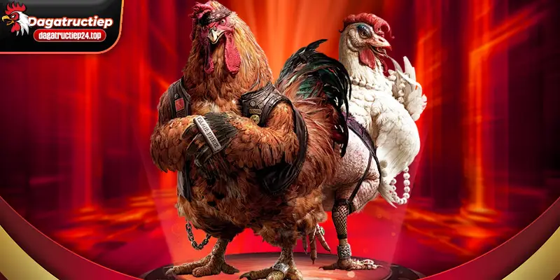 tổng quan đá gà trực tiếp thomo 