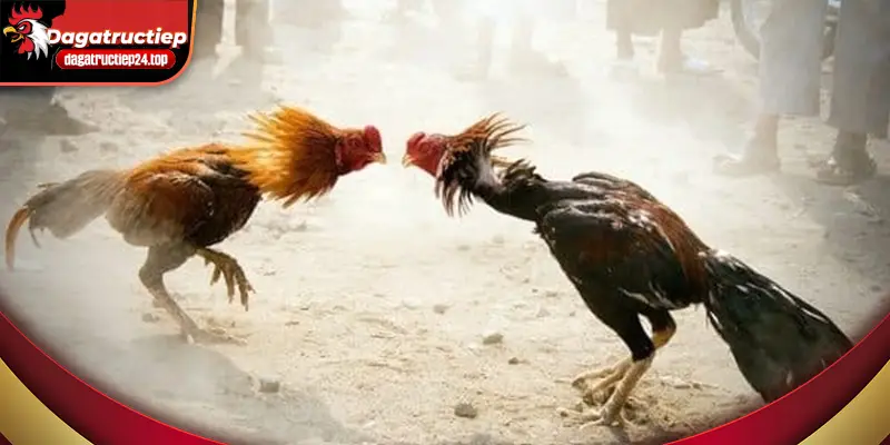 top 5 trận đấu nổi bật mà người xem không thể bỏ lỡ