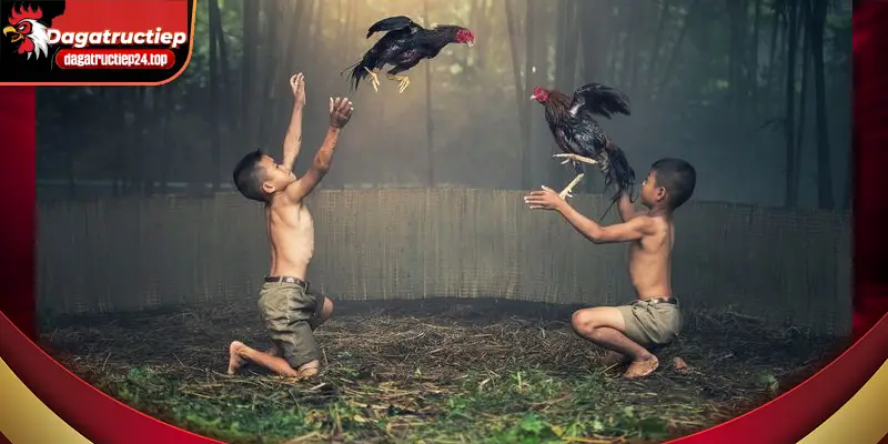 top 7 giống gà đóng vai tròn quan trọng trong 1 trận đấu 