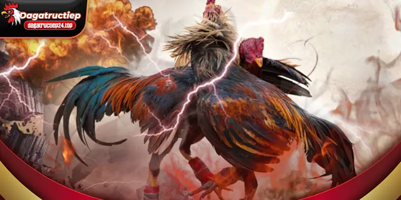 trải nghiệm nền tảng đá gà trực tiếp mọi lúc mọi nơi 