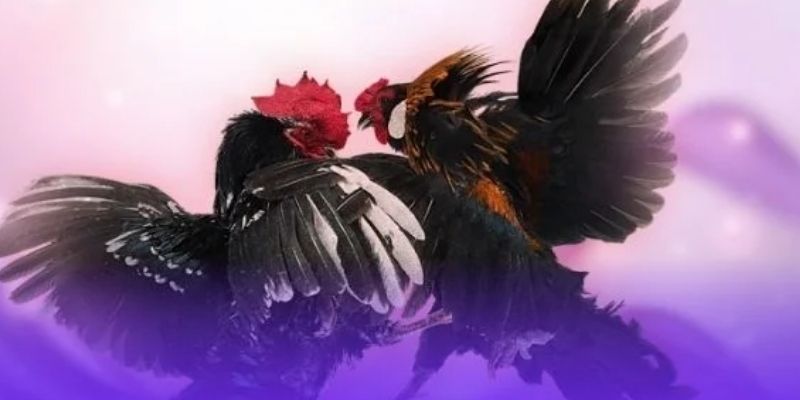 Kỹ thuật soi hình dáng chiến kê trên sòng cược
